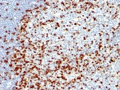 Anti-ZAP70(ZAP70/528 + 2F3.2), Biotin conjugate - image 1