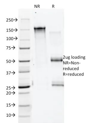 Anti-Annexin A1 / (Hairy Cell Leukemia Marker)(5E4/1), CF740 conjugate - image 1