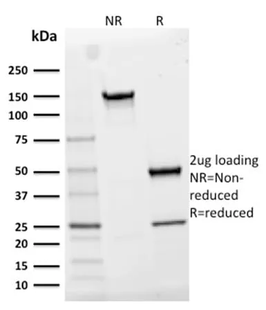 Anti-CD25/ IL2RA (Activated Lymphocyte Marker) (IL2RA/2395), CF740 conjugate - image 2