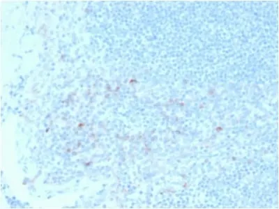 Anti-CD25/ IL2RA (Activated Lymphocyte Marker) (IL2RA/2395), CF740 conjugate - image 1