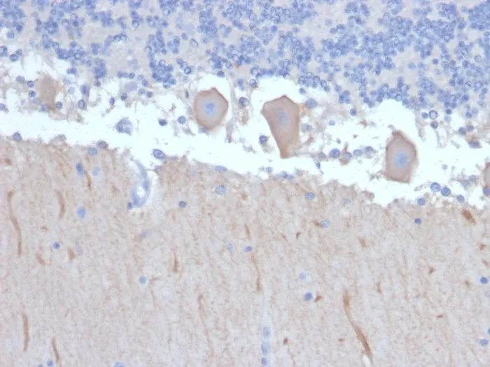 Anti-ATG5 (Autophagy Marker)(ATG5/2492), CF740 conjugate - image 1