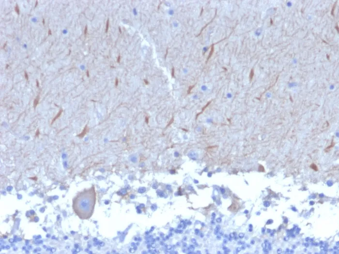 Anti-ATG5 (Autophagy Marker)(ATG5/2553), CF740 conjugate - image 1