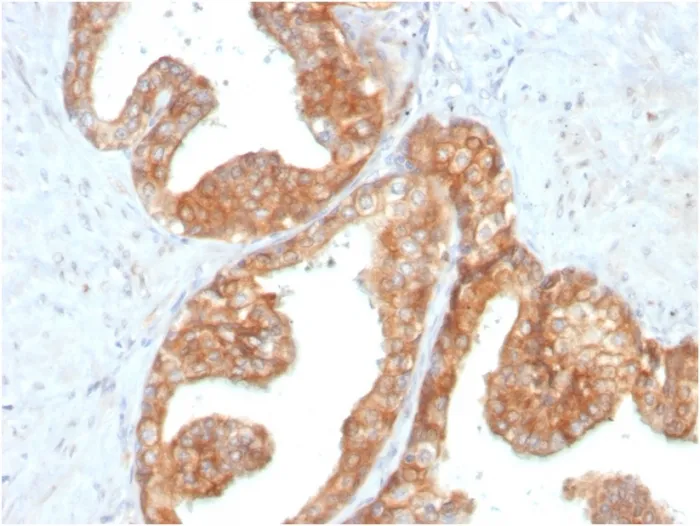 Anti-RET Proto-oncogene(RET/2795), CF740 conjugate - image 1