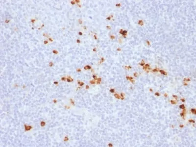 Anti-Human IgG (Immunoglobulin Gamma Heavy Chain) (B-Cell Marker) (IG507R), CF640R conjugate - image 1