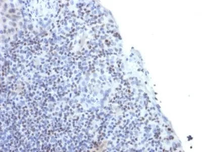 Anti-ETS1 / (Marker of Tumor Metastasis) (ETS1/1282), CF647 conjugate - image 1