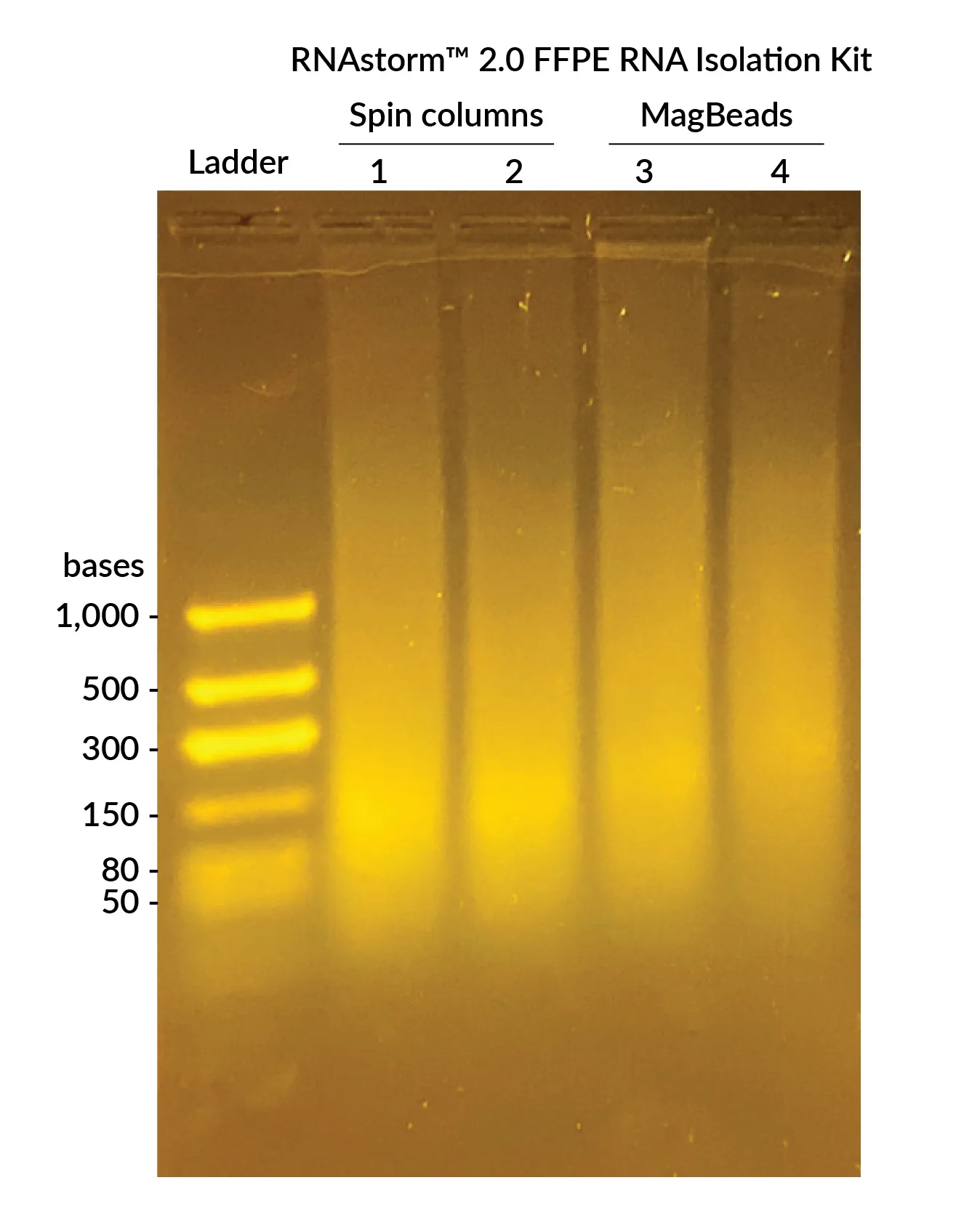 CELLDATA RNAstorm™ 2.0 MagBead FFPE RNA Extraction Kit, 96 preps - image 2