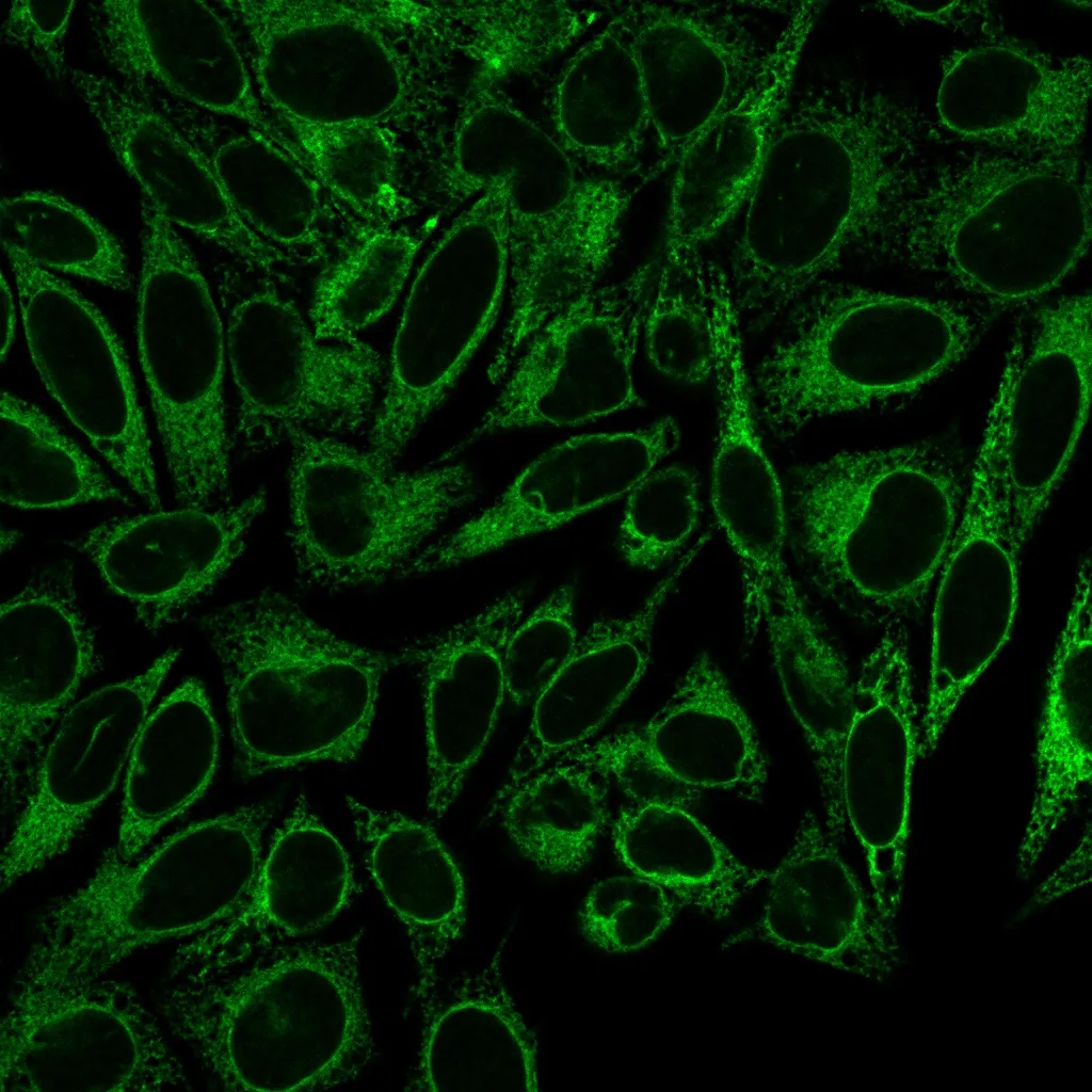 Anti-Calnexin (Endoplasmic Reticulum Marker) (CANX/1541), CF647 conjugate - image 2