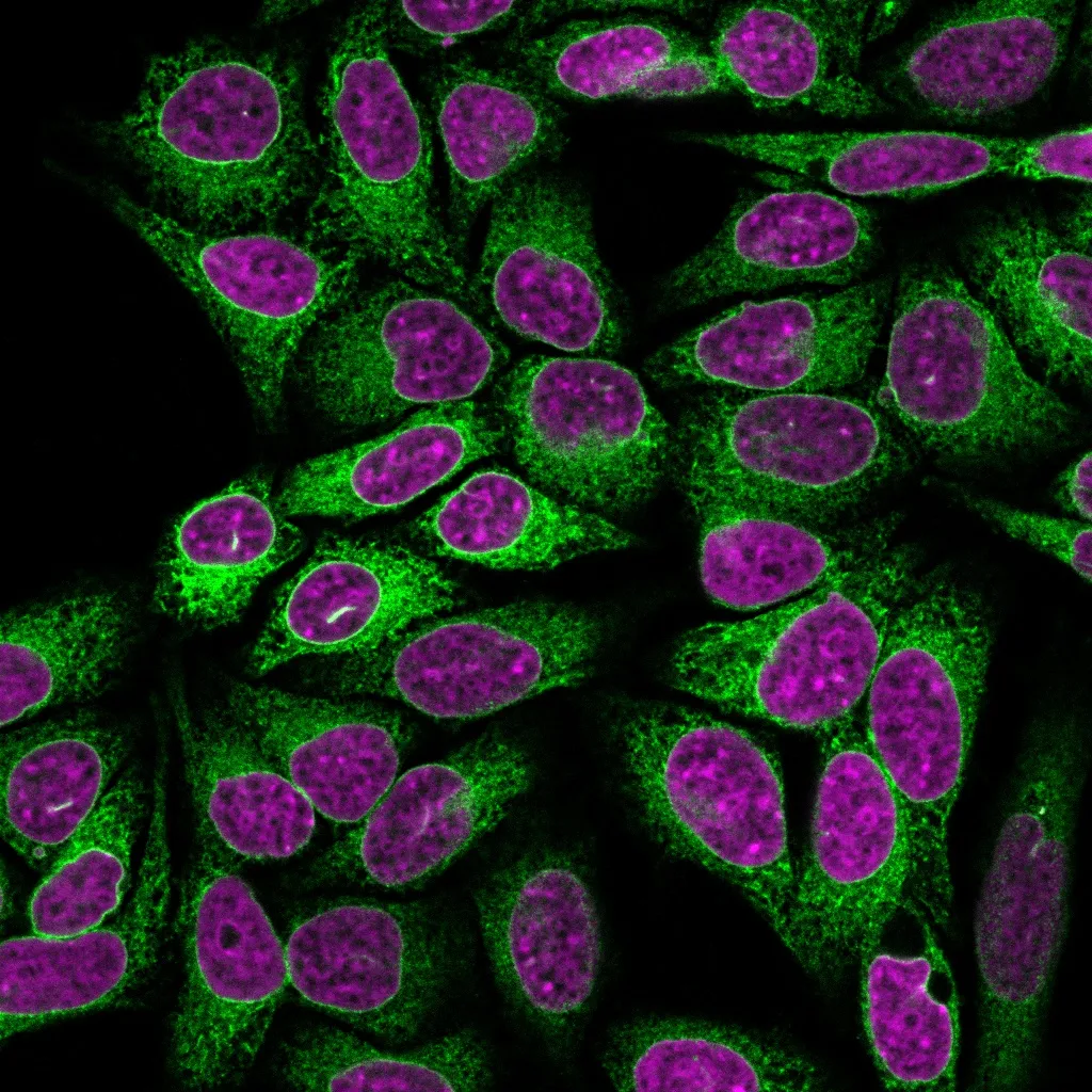 Anti-Calnexin (Endoplasmic Reticulum Marker) (CANX/1541), CF647 conjugate - image 1