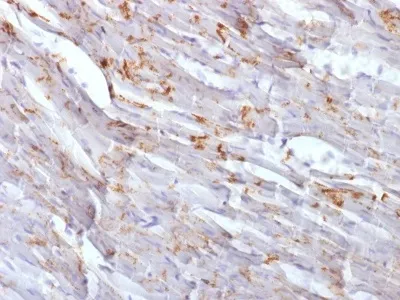 Anti-N-Cadherin / Cadherin-2 / CD325 (NCAD) (CDH2/1573), CF647 conjugate - image 1