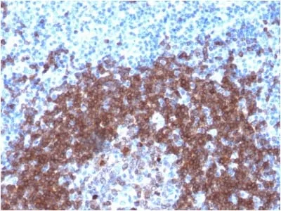 Anti-SOX2 (Transcription Factor) (SOX2/1792), CF647 conjugate - image 1