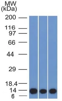 Anti-S100A4 (Marker of Tumor Metastasis) (S100A4/1481), CF568 conjugate - image 2