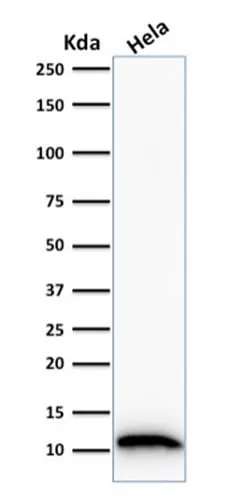 Anti-S100A4 (Marker of Tumor Metastasis) (S100A4/1481), CF568 conjugate - image 4