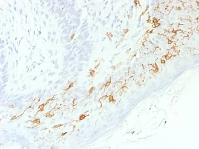 Anti-CD1a / HTA1 (Mature Langerhans Cells Marker) (C1A/1506R), CF488A conjugate - image 1