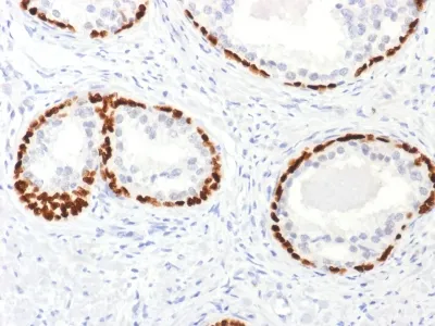 Anti-p63 (Squamous, Basal & Myoepithelial Cell Marker), CF488A conjugate - image 1