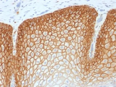 Anti-CD44v4 (Marker of Tumor Metastasis) (CD44v4/1700R), CF488A conjugate - image 1