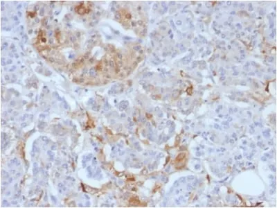 Anti-Ferritin, Light Chain (FTL) (Microglia Marker) (FTL/1388), Biotin conjugate - image 2