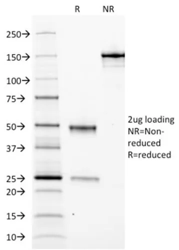 Anti-Ferritin, Light Chain (FTL) (Microglia Marker) (FTL/1388), Biotin conjugate - image 3