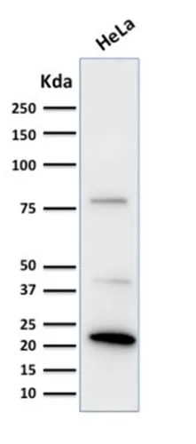 Anti-Ferritin, Light Chain (FTL) (Microglia Marker) (FTL/1388), Biotin conjugate - image 4