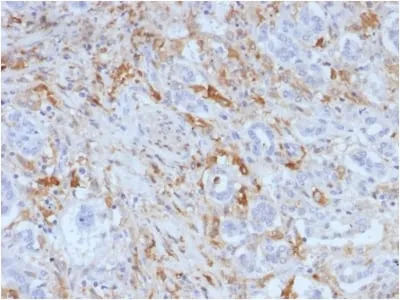 Anti-Ferritin, Light Chain (FTL) (Microglia Marker) (FTL/1388), Biotin conjugate - image 1