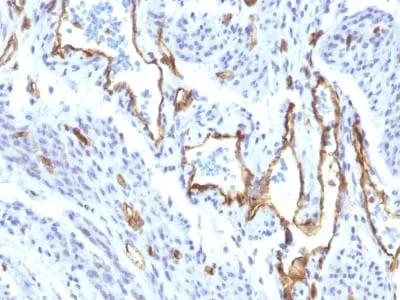 Anti-CD31 / PECAM-1 (Endothelial Cell Marker) (C31/1395R), Biotin conjugate - image 1