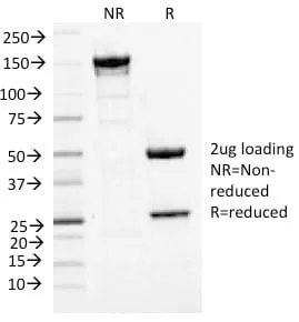 Anti-MCM7 (Proliferation Marker) (MCM7/1468), Biotin conjugate - image 2
