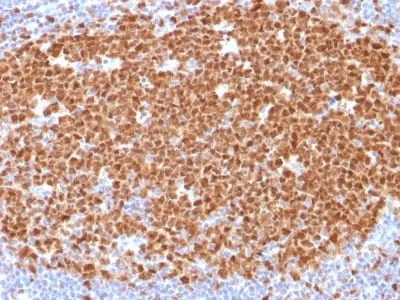 Anti-MCM7 (Proliferation Marker) (MCM7/1468), Biotin conjugate - image 1