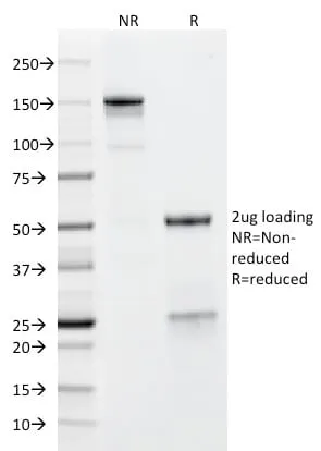 Anti-GP2 (Glycoprotein 2) / ZAP75 (GP2/1712), Biotin conjugate - image 2