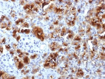 Anti-GP2 (Glycoprotein 2) / ZAP75 (GP2/1712), Biotin conjugate - image 1