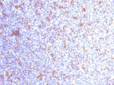 Anti-CD11c (Dendritic Cell Marker) (ITGAX/1284) - image 1