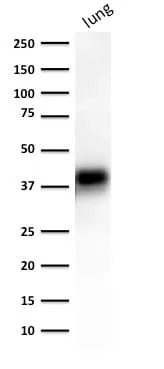 Anti-Ep-CAM / CD326 (Extracellular Domain) (Epithelial Marker) (EGP40/1372) - image 6