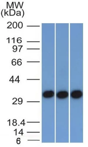 Anti-Ep-CAM / CD326 (Extracellular Domain) (Epithelial Marker) (EGP40/1372) - image 7