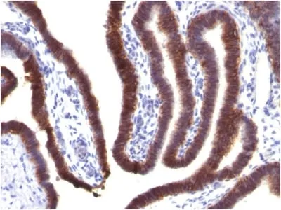 Anti-Ep-CAM / CD326 (Extracellular Domain) (Epithelial Marker) (EGP40/1373) - image 1