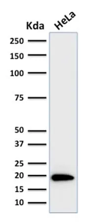 Anti-Ferritin, Light Chain (FTL) (Microglia Marker) (FTL/1386) - image 2