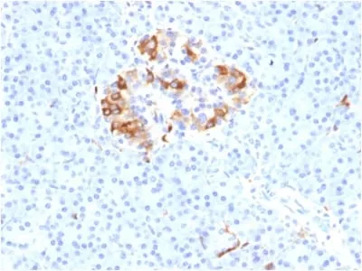 Anti-Ferritin, Light Chain (FTL) (Microglia Marker) (FTL/1389) - image 1