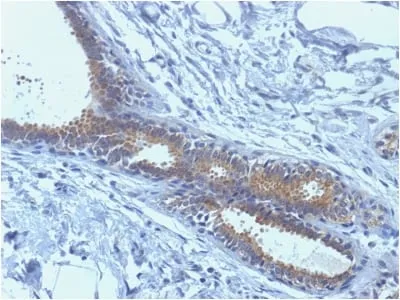 Anti-BRCA1 (Breast Marker) (BRCA1/1398) - image 1