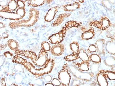 Anti-Ksp-Cadherin (Kidney-Specific Cadherin) / CDH16 (CDH16/1532R) - image 1