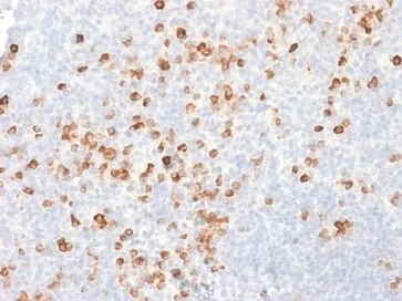 Anti-SOX2 (Transcription Factor) (SOX2/1791) - image 1