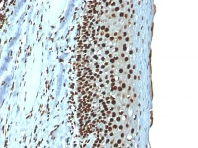 Anti-Histone H1 (Nuclear Marker) (r1415-1) - image 1