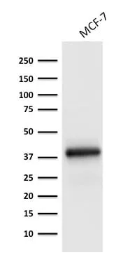 Anti-Ep-CAM / CD326 (Extracellular Domain) (Epithelial Marker) (EGP40/1798) - image 3