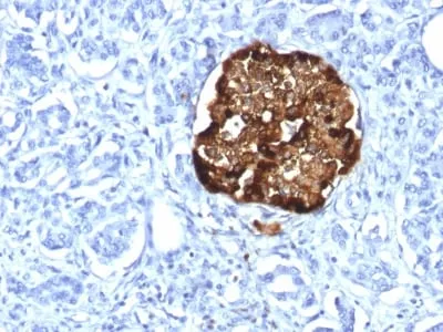 Anti-Chromogranin A / CHGA (Neuroendocrine Marker) (CHGA/1815R) - image 1
