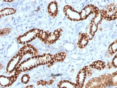 Anti-Ksp-Cadherin (Kidney-Specific Cadherin) / CDH16 (rCDH16/1071) - image 1
