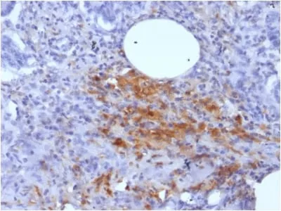 Anti-Ferritin, Light Chain (FTL) (Microglia Marker) (FTL/1389) - image 2
