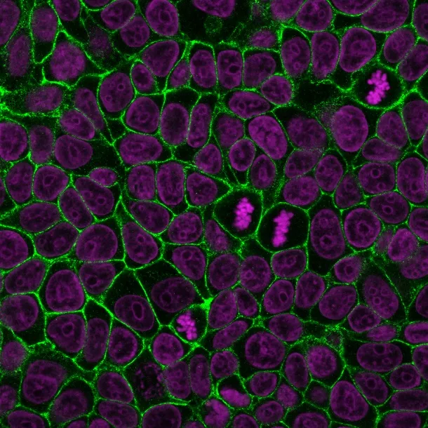 Anti-E-Cadherin / CD324 (Intercellular Junction Marker) (4A2) - image 1