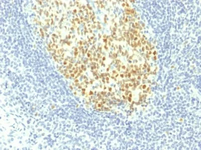 Anti-MCM7 (Proliferation Marker) (MCM7/1467) - image 1
