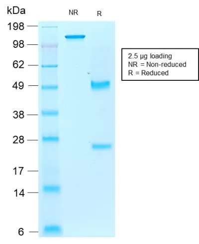 Anti-AIF1 / Iba1 (Microglia Marker) (rAIF1/1909) - image 2