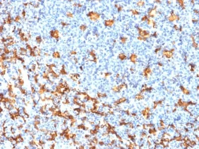Anti-AIF1 / Iba1 (Microglia Marker) (rAIF1/1909) - image 1