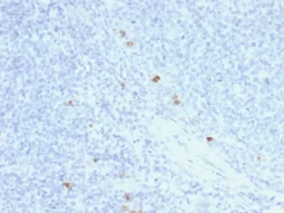 Anti-Human IgG4 (Ig Heavy Constant Gamma 4) (G4m Marker) (rIGHG4/1345) - image 1