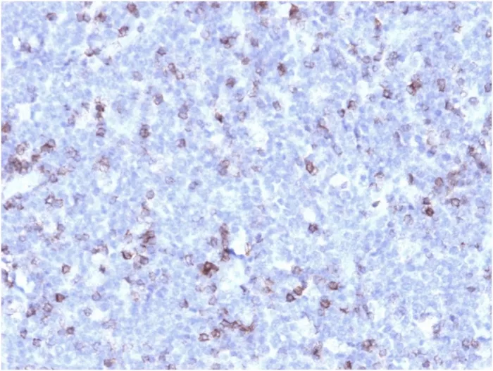 Anti-CD43 (T-Cell Marker) (rSPN/1094) - image 1