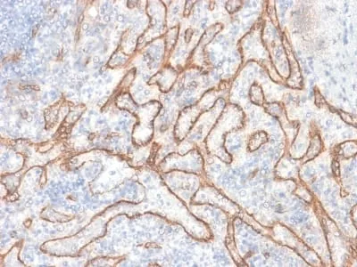 Anti-Catenin, beta (CTNNB1) (CTNNB1/2030R) - image 1