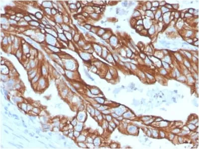 Anti-Cytokeratin 18 (KRT18) (KRT18/2808R) - image 4
